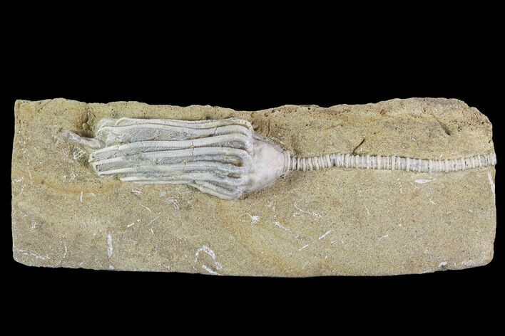 Crinoid (Macrocrinus) Fossil - Crawfordsville, Indiana #94386